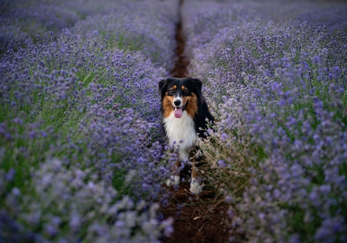 Francesco Ranoldi Fotografo - pastore australiano lavandeto