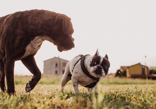 Francesco Ranoldi Photographer - french bulldog padova