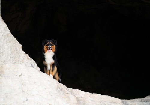 Francesco Ranoldi Fotografo - pastore australiano vicenza