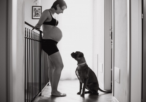 Francesco Ranoldi Fotografo - premaman cane boxer vicenza